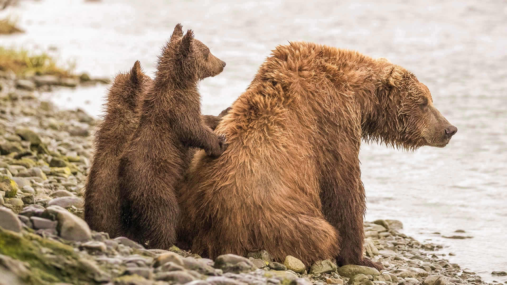 Sow with Cubs