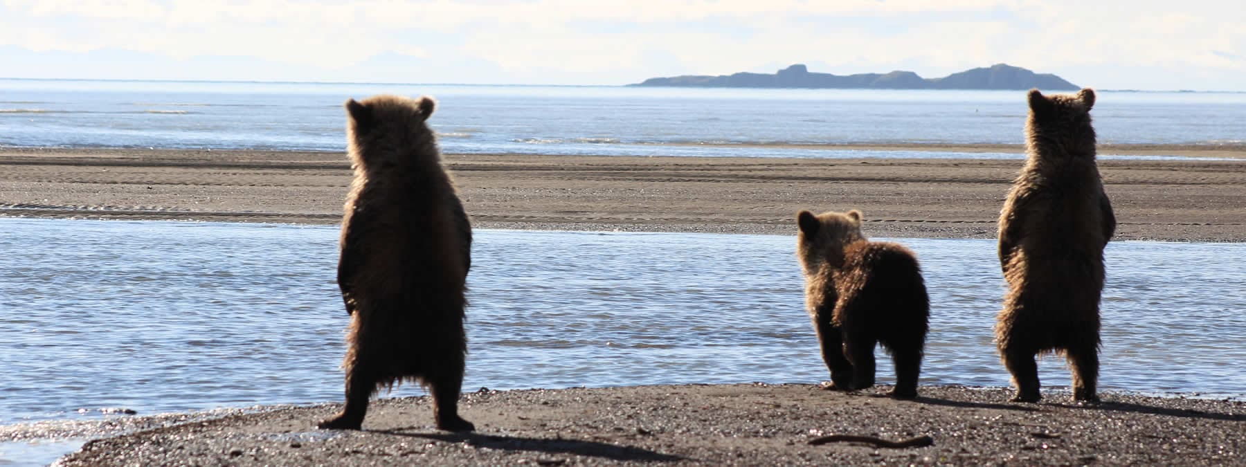 bear cubs