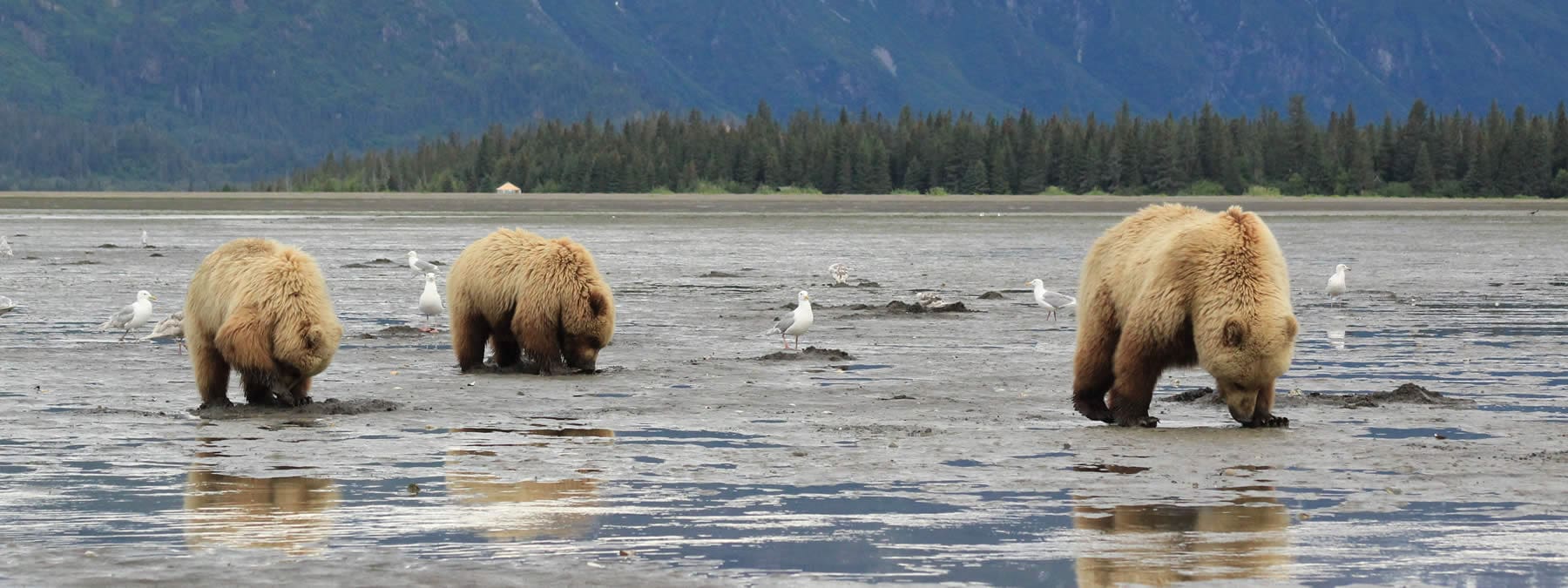 bears clamming