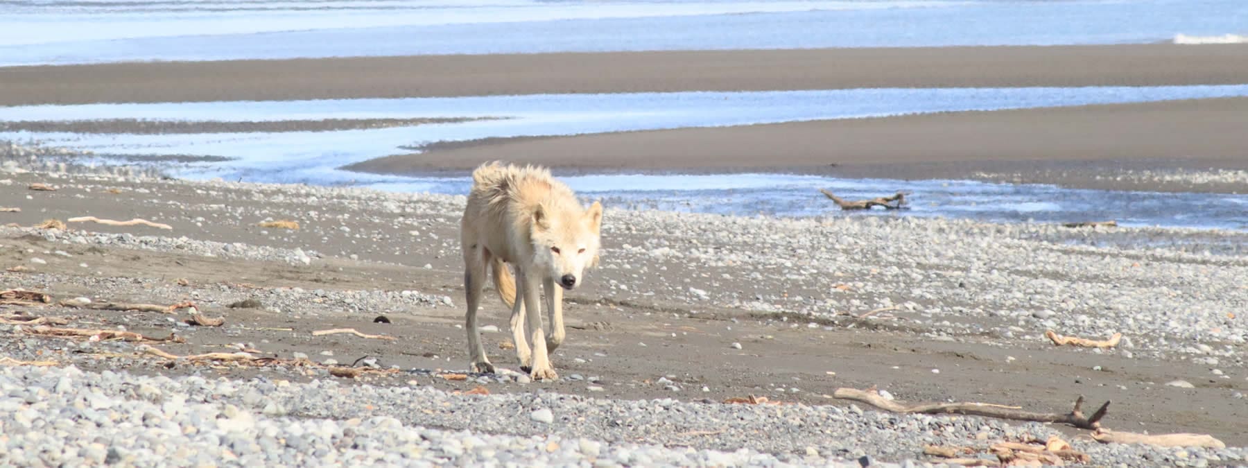 coastal wolf