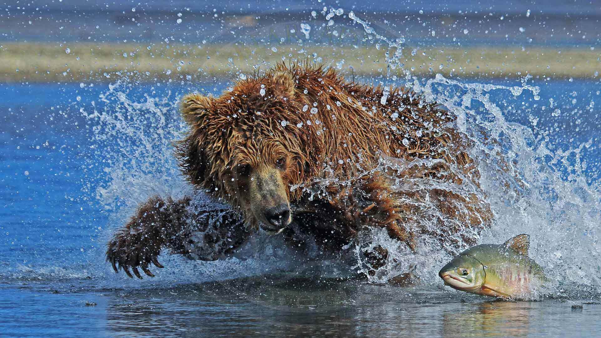 Bear Salmon