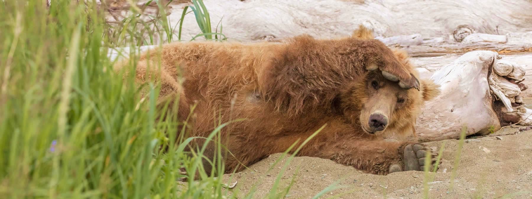 Bear Nap