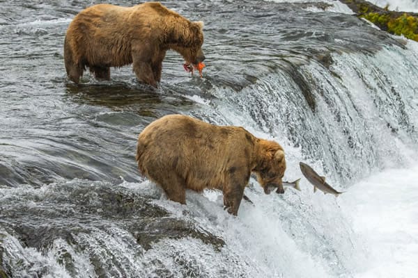 Brooks Falls Bears