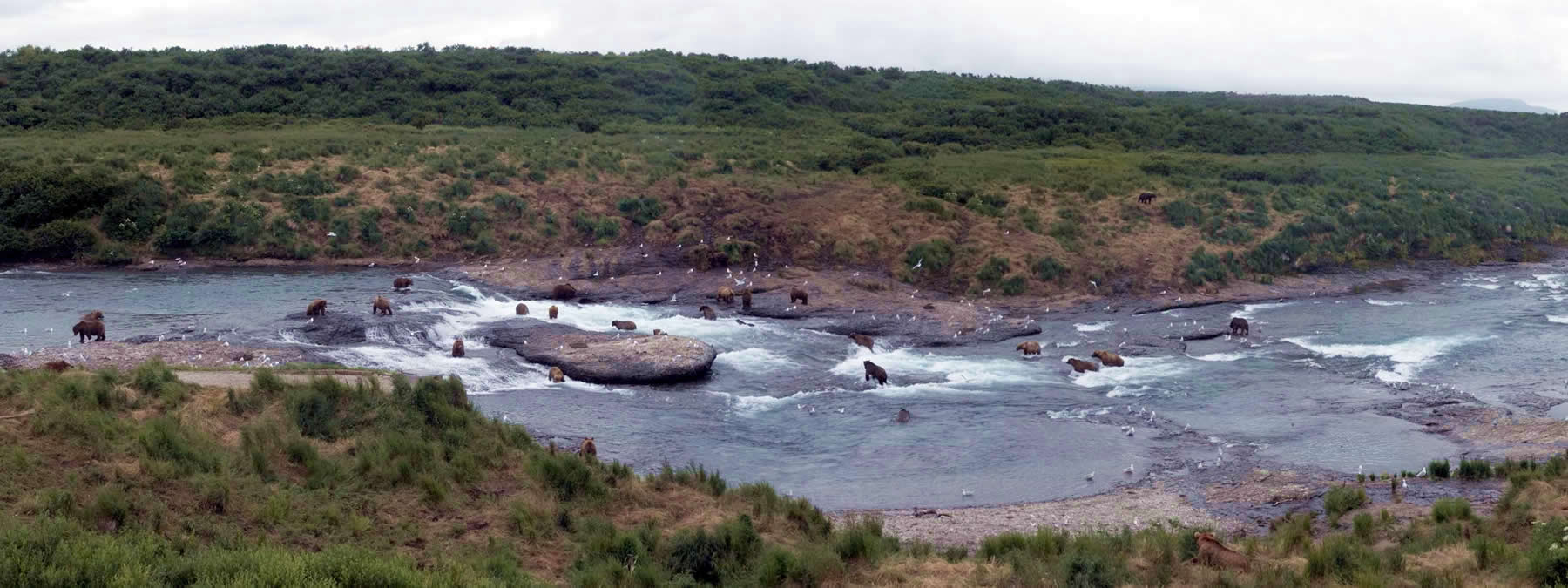 McNeil River Bears