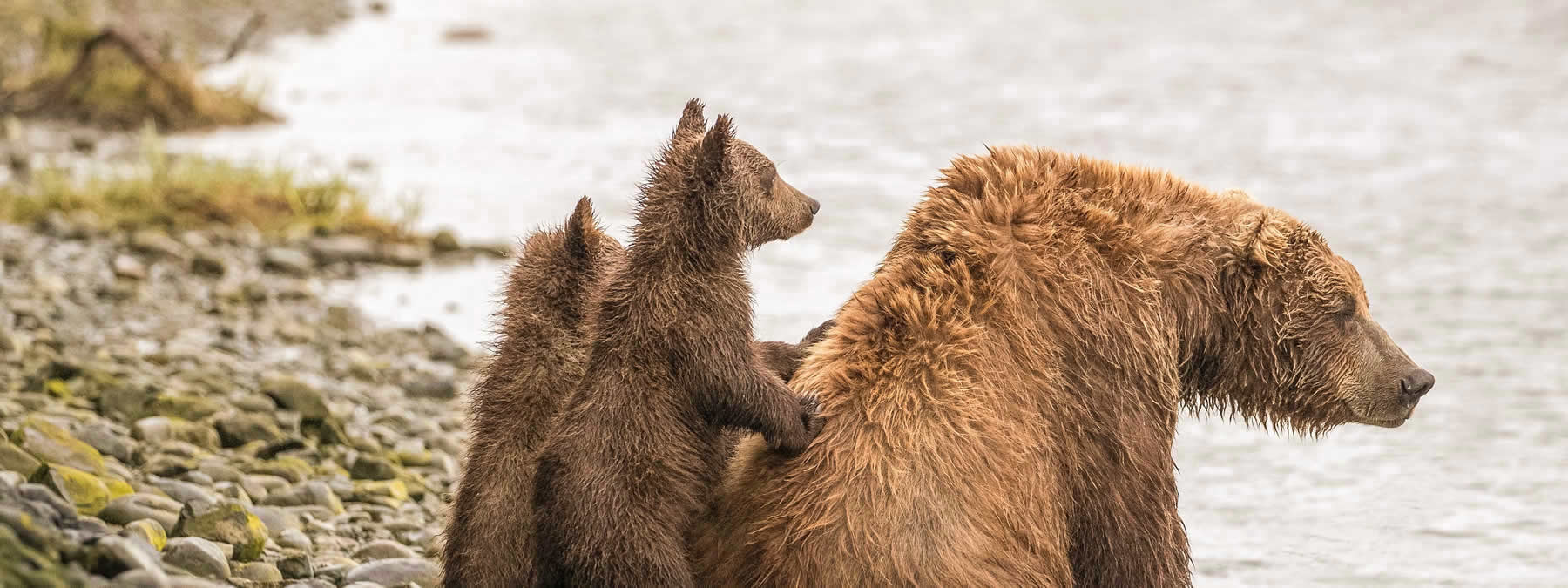 Sow with Cubs