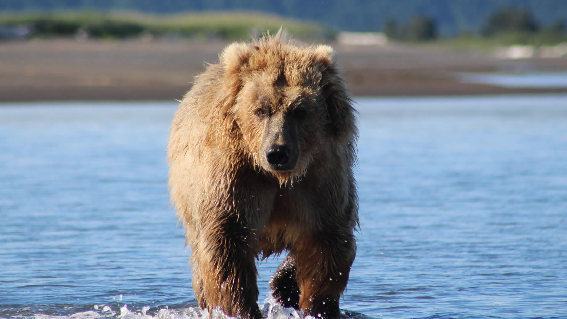 Bear