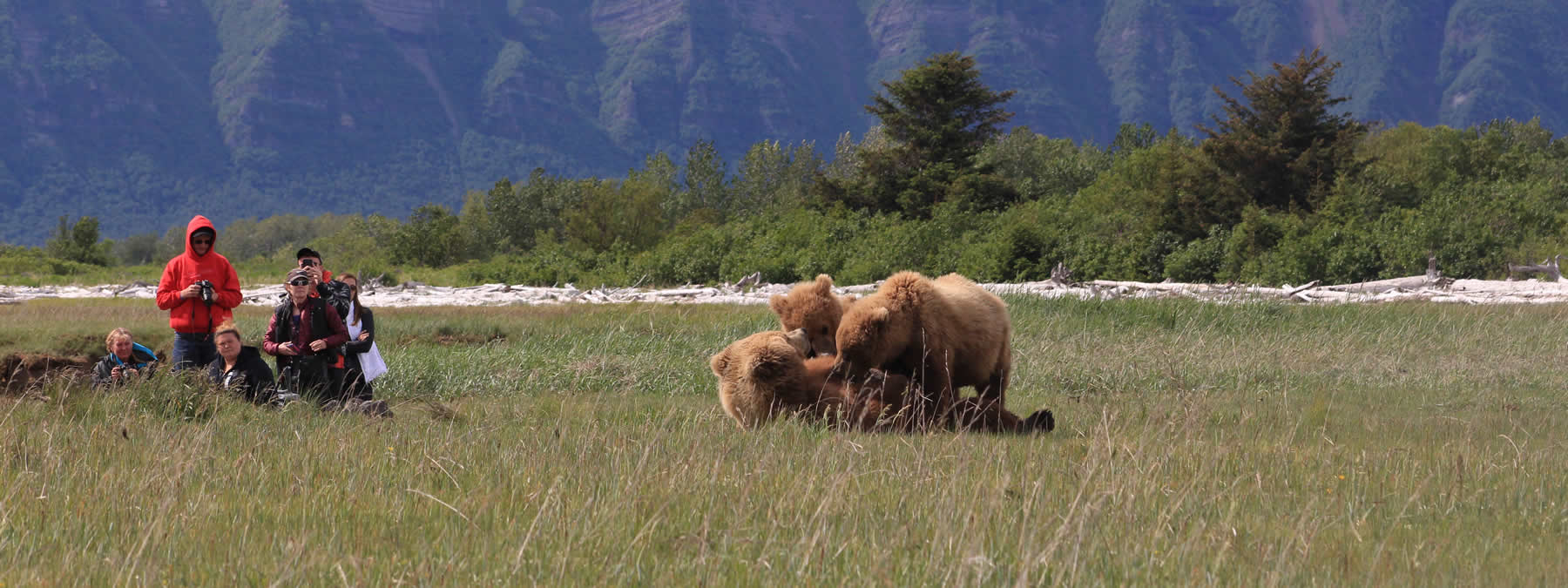 bear nursing