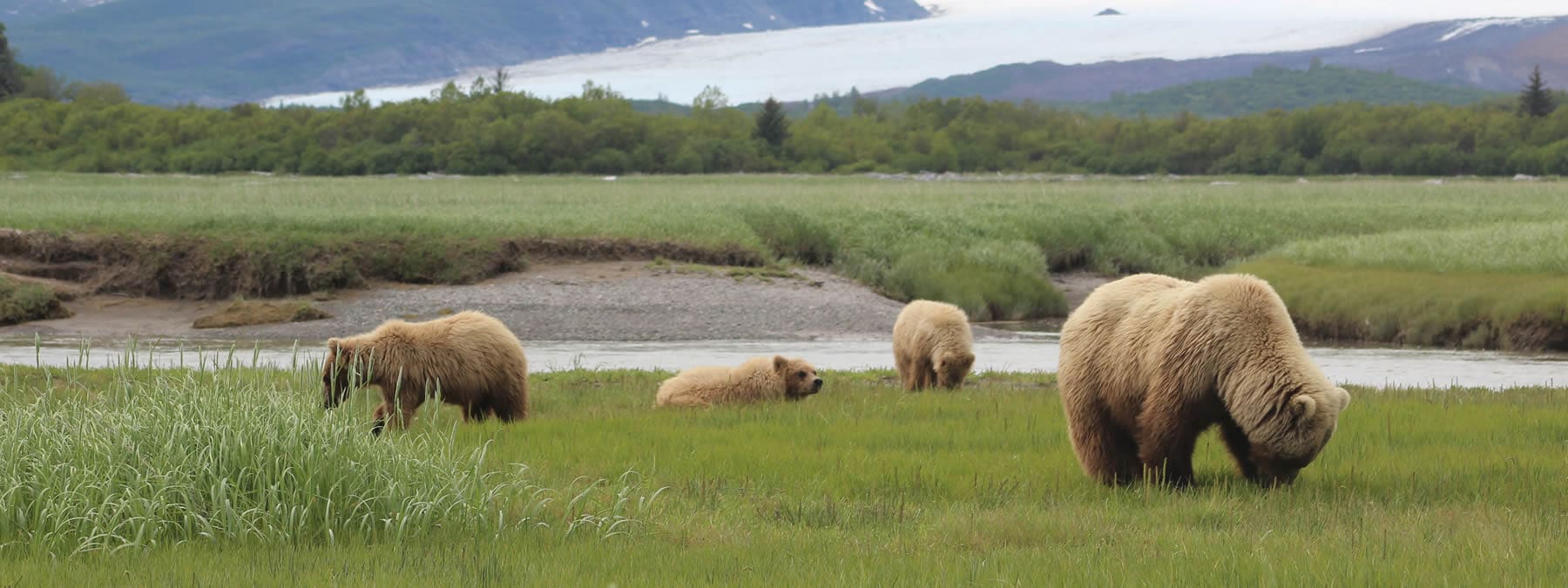 Bears in the Grass