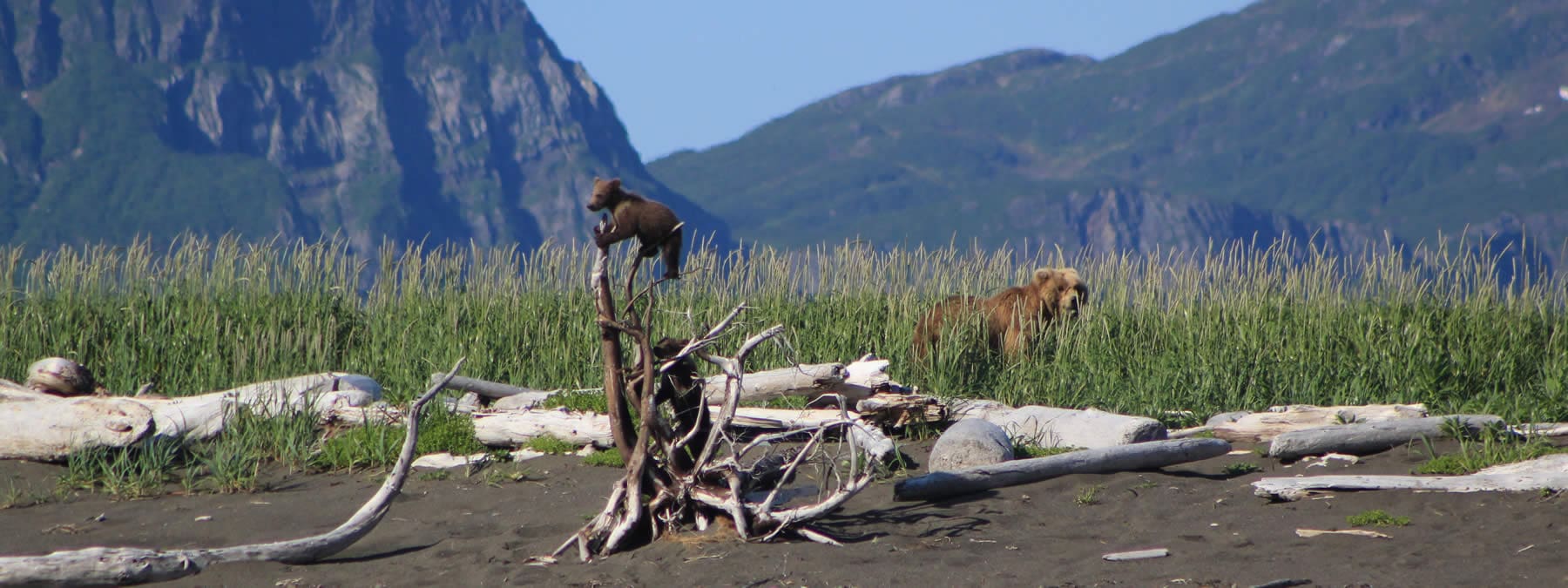 Bear cub on driftwood